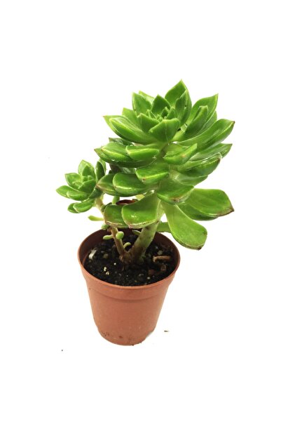 LEVANT Echeveria Bianca Sukulent Yeni Seri