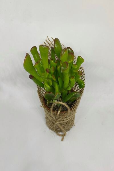 Genel Markalar Sukulent, Crassula Ovata Gollum- Shrek Kulağı