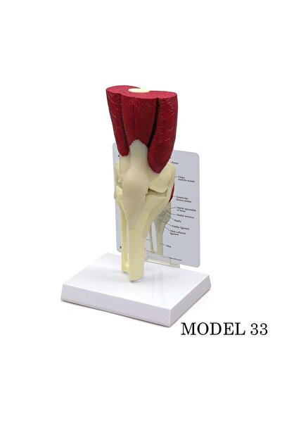 Genel Markalar Kaslı Diz Maketi (kas, Tendon Eklem Modeli) Model 33