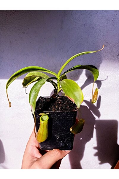 mobuflora Nepenthes Ventrata Sinek Kapan Etobur Bitki Su Ibriği