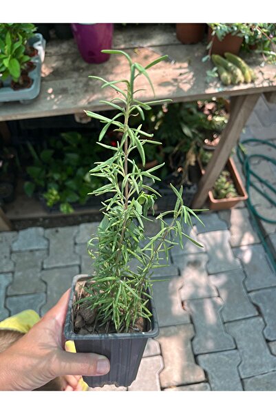 Birtutamrenk Biberiye fidesi aromatik bitkiler