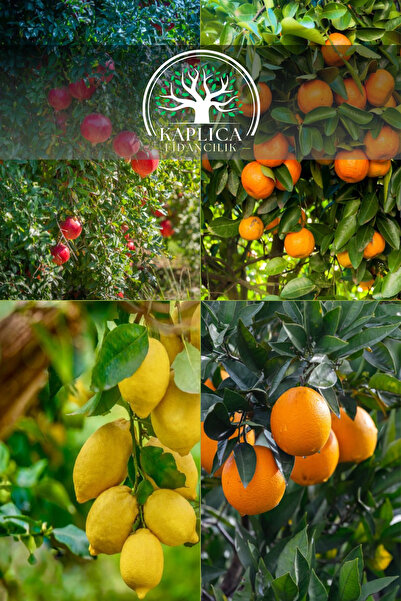KAPLICA FİDANCILIK 4 Adet Meyve Fidanı Nar , Limon , Portakal ve Mandalina 3 Yaş