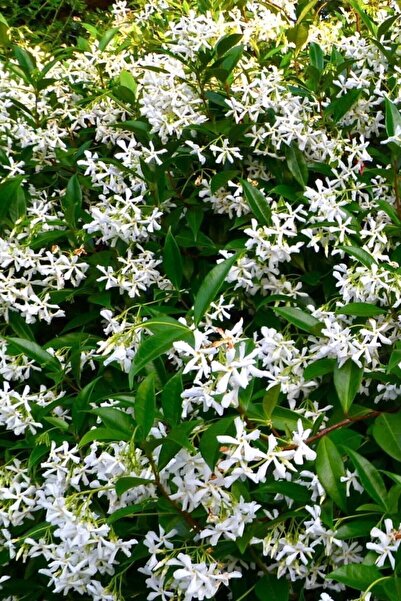 Bitkim Sende Arap Yasemini, Ful Yasemin , Kokulu Sarmaşık Yasemin Üretim Saks...