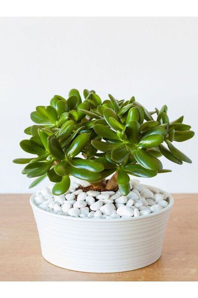 Trend02 Vazo Bahçe Teraryum Saksı Dekorasyon Taşı Dolomit Taşı 1kg 1-2 Cm