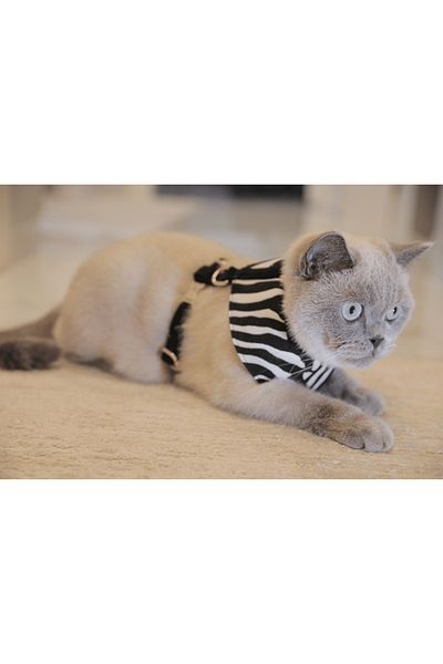 GoPawGo Shadow Soft Cat Chest Collar Set