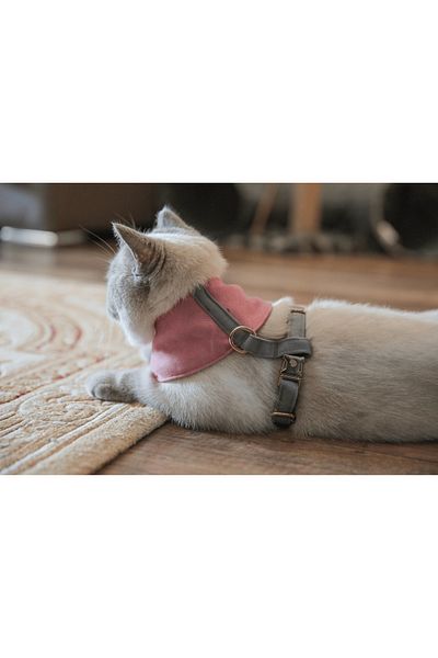 GoPawGo Supreme Soft Cat Chest Collar Set