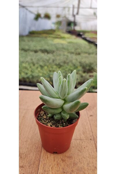 Ravza Çiçekçilik Pachyphytum Compactum Little Jevel ( 5.5 Cm Saksıda )