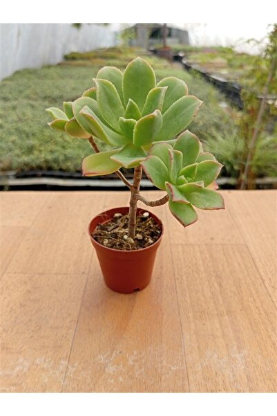 Ravza Çiçekçilik Aeonium Howartii ( 5,5 Cm Saksıda )