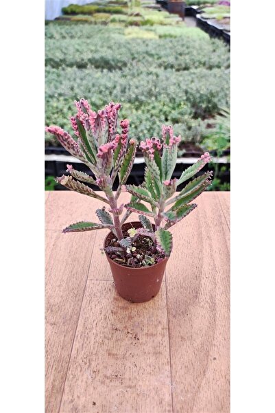 Genel Markalar Kalanchoe Pink Butterflies Pembe Aşkın Gözyaşı 5.5 Cm Saksıda