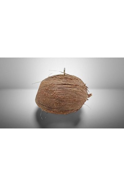 Dogus Kuş Evi Coconut Bird Nest