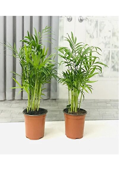 Genel Markalar Ev Ofis Salon Bitkisi 2 Adet Areka Chamaedorea Elegans Salon P...