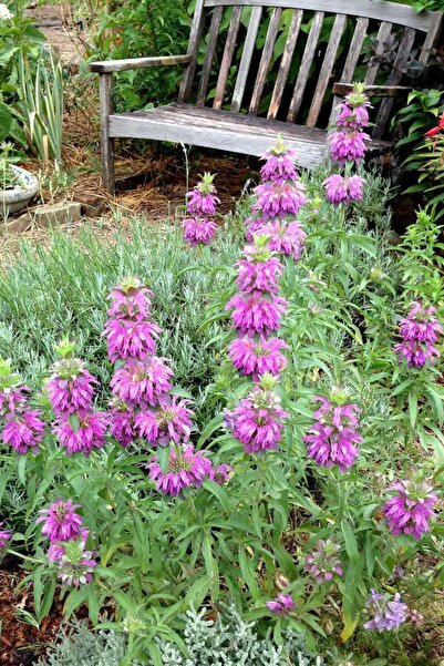 ZENGARDEN EV VE BAHÇE Monarda Citriodora Limon Nanesi Tohumu Sivrisinek Kovucu