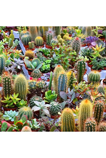 ZENGARDEN EV VE BAHÇE Kaktüs ve sukulent tohumları karışımı
