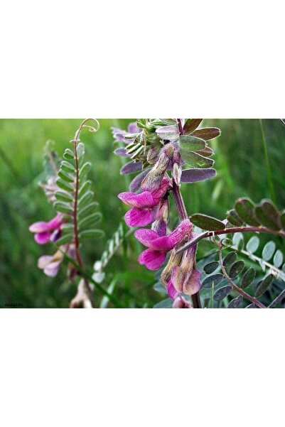 garden Moda Macar Fiğ Tohumu 25 KG Fiğ Tohumu Macar Fiği Fiğ Çeşitleri Yem Bitkisi Çeşitleri