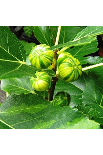bahçevilya Çilek Aromalı Sarı Yeşil Çizgili Incir Fidanı [tiger Fig] 1 Yaş Sa...