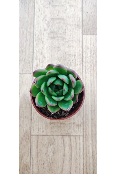 Ravza Çiçekçilik Echeveria Agavoides ( Balmumu Kalıbı 5.5 Cm Saksıda ) ( Çiçe...