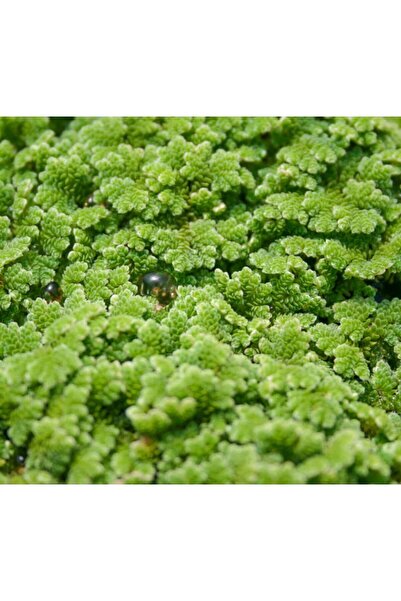 Koi Botanik Azolla Caroliniana (SU ÜSTÜ) Canlı Akvaryum Bitkisi