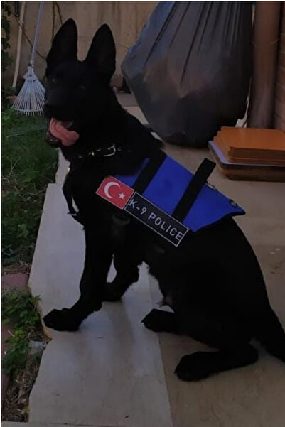 MgTasma Kişiye Özel, Isimli K9 Köpek Tasması, Göğüs Ve Sırt Tasması Seti Renkli