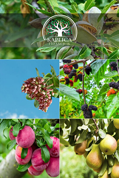 KAPLICA FİDANCILIK 5 Adet Meyve Fidanı Badem , Kara Dut , Antep Fıstığı , Kır...