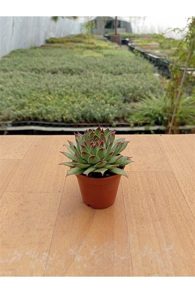 Ravza Çiçekçilik Sempervivum  5,5 cm Saksıda