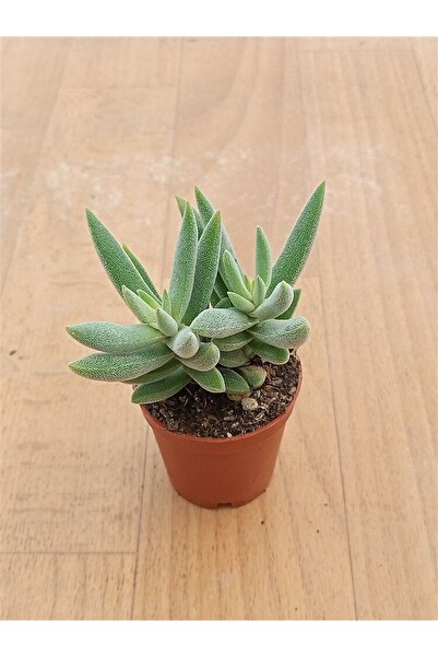 Ravza Çiçekçilik Crassula Mesembryanthemoides ( 5,5 Cm )
