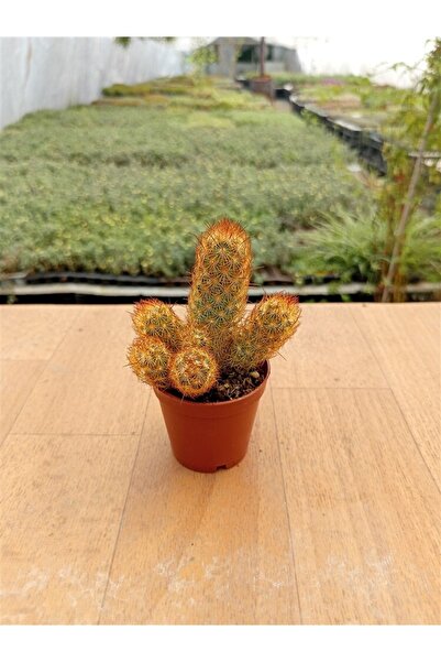 Ravza Çiçekçilik Lady Finger Mammillaria Elongata ( 5,5 Cm Saksıda )