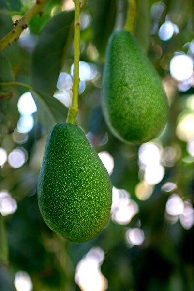 MYANAMUR 1 kg Avokado - Taze Hasat