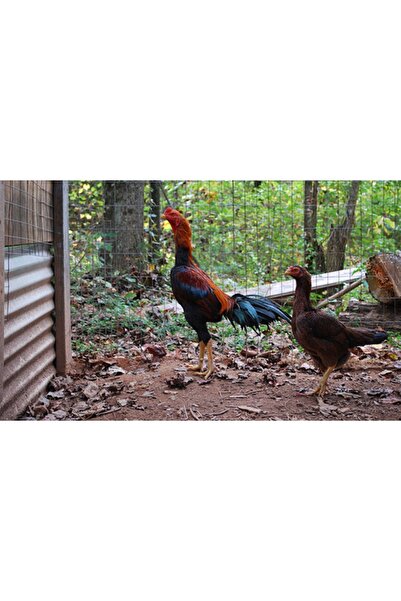 staryum Kuluçkalık Hint Tavuğu Yumurtası 11 Adet