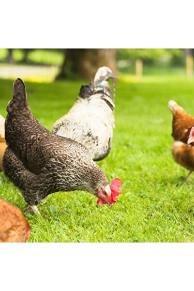 Agrobazaar Tavuk Yoncası Tohumu 500 Gr Ak Üçgül Tohumu Bodur Yonca Süs Yoncası Trifolium Repens