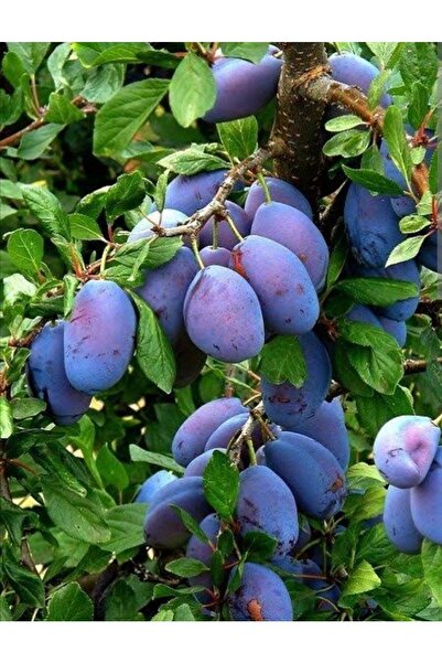 Doğan Fidancılık Mürdüm Erik 2 Yaş 100-120 cm Tüplü