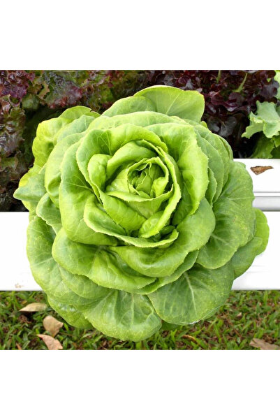 ZENGARDEN EV VE BAHÇE Gül marul tohumu atalık bibb lettuce