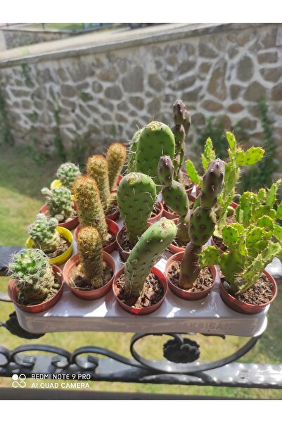 5 Çeşit Kaktüs Seti