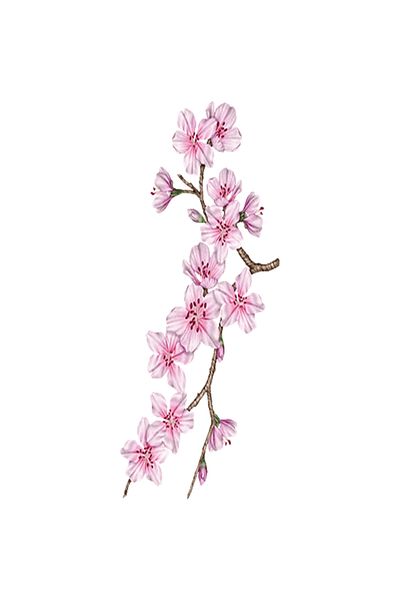 L'Occitane Cherry Blossom Pattern Body Lotion - Cherry Blossom Body Lotion - 250ml