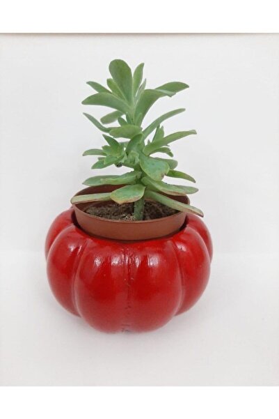 Minik Mucizeler Kabak Saksı Kırmızı Küçük Boy