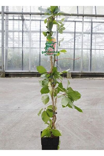 serada decor & plant Muhteşem Renkli Amerikan Sarmaşığı 45-70Cm Sonbaharda Kı...