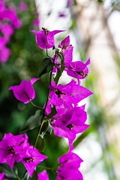 Smyrna Garden Mor Begonvil Sarmaşığı 80-100 Cm / Mevsimsel Şu An Az Çiçekli