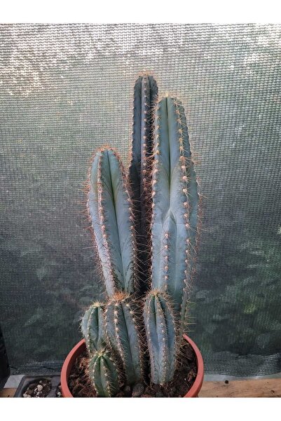 Kaktüs Sütun Kaktüs 35 cm