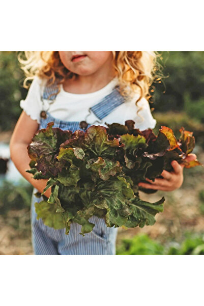 ZENGARDEN EV VE BAHÇE Saksılık kırmızı marul tohumu atalık