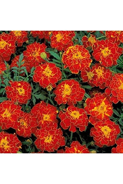 Tohum Dünyası 50 Adet Katmerli Kadife Çiçeği Tohumu- Kırmızı Çiçekli