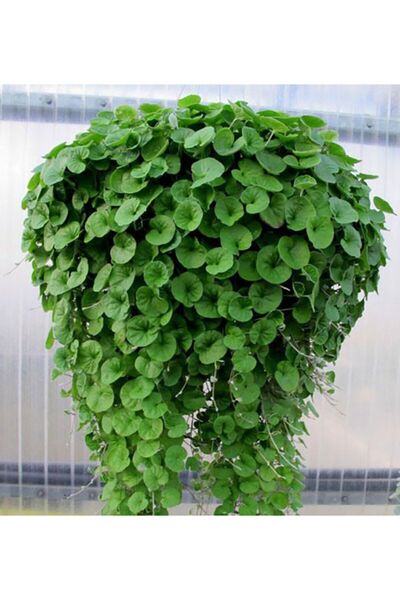 OXE GARDEN Fare Kulağı Dıchondra Repens Çim Tohumu 100 Gr Kundura Çimi