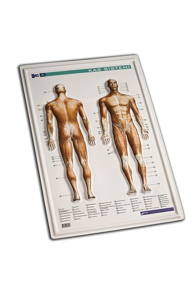 Gürbüz Relief Muscle System 35x50-50-pk