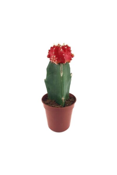 Betonish Gymnocalycium Mihanovichii 'hibotan' - Kırmızı Kaktüs