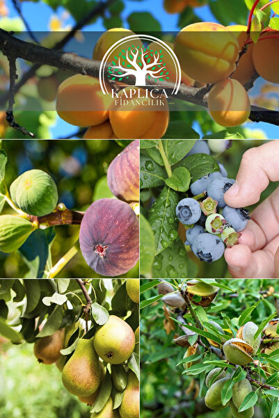 KAPLICA FİDANCILIK 5 Adet Meyve Fidanı Kayısı , Siyah İncir , Yaban Mersini ,...