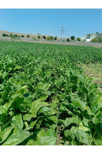 Sivas Yörem Asırlık Lezzetler Sivas Pezik (Dal) turşusu tamamen doğal 1,5 kg ev yapımı özel ürün