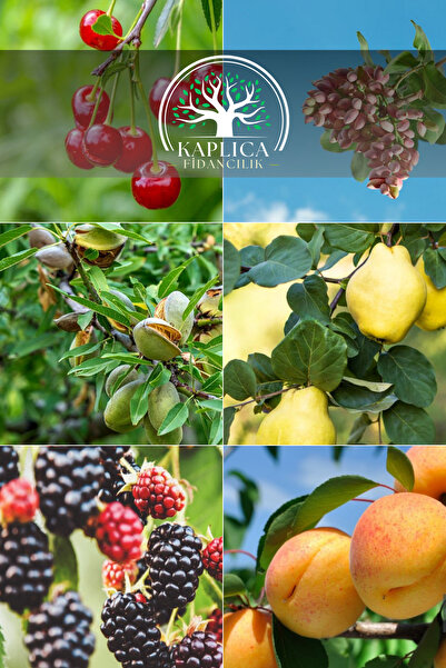 KAPLICA FİDANCILIK 6 Adet Meyve Fidanı Vişne , Antep Fıstığı , Badem , Ayva ,...