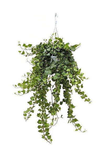 Genel Markalar Hedera Helix Sarmaşığı Askılı Saksı Iç Mekan Salon Sarmaşığı