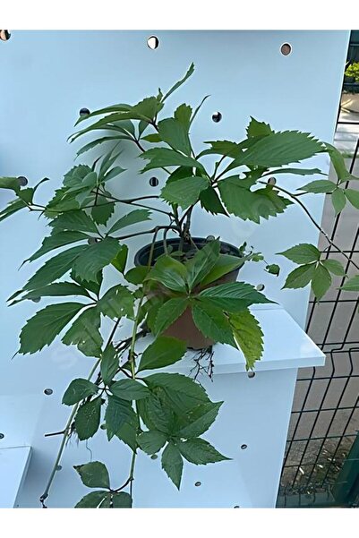 Gardenbox Soğuğa Dayanıklı Kırmızı Yapraklı Amerikan Duvar Sarmaşığı 55-75Cm