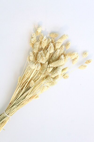 Minik Mucizeler Kuru Çiçek Palaris Kuş Otu Naturel