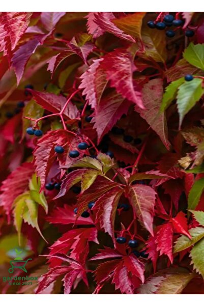 Gardenbox Duvar Sarmaşığı 55-70Cm Yaprak Dökmeyen Kışın Kırmızı Renk Sarmaşık