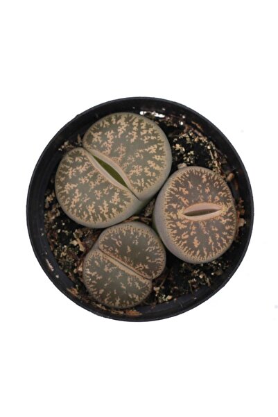 LEVANT Lithops Hookeri Taş Kaktüs